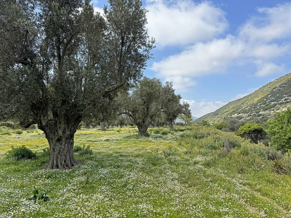 Naxos Olive Groves